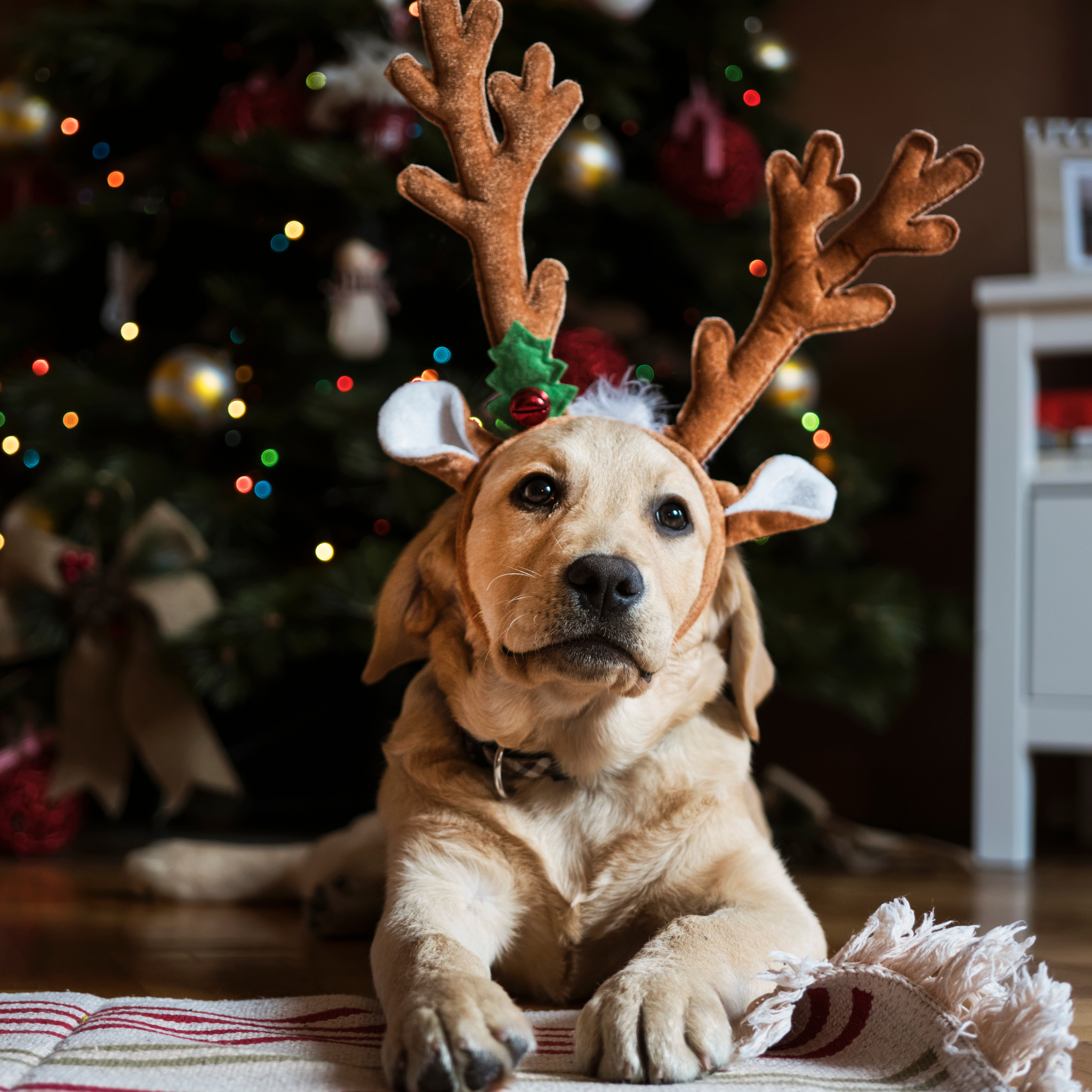 Hundeplätzchen zur Weihnachtszeit