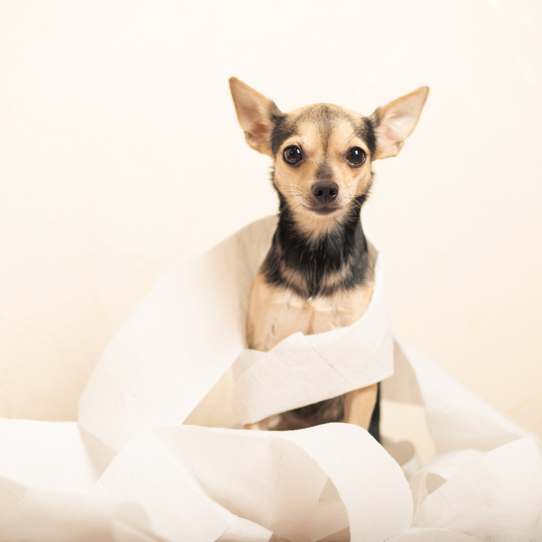 Hund hat Durchfall - was tun?