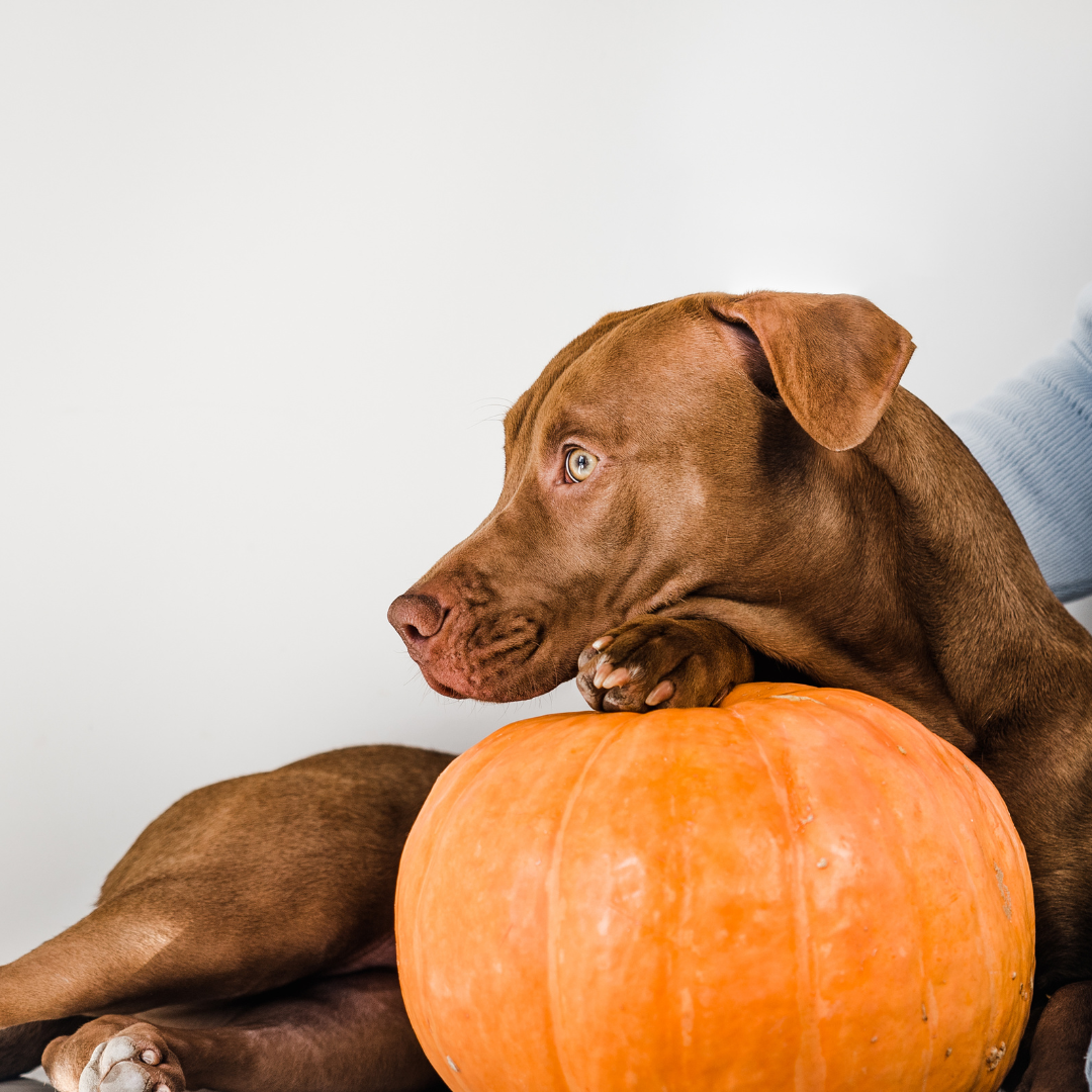 Kürbis - die gesunde Geheimwaffe für deinen Hund!