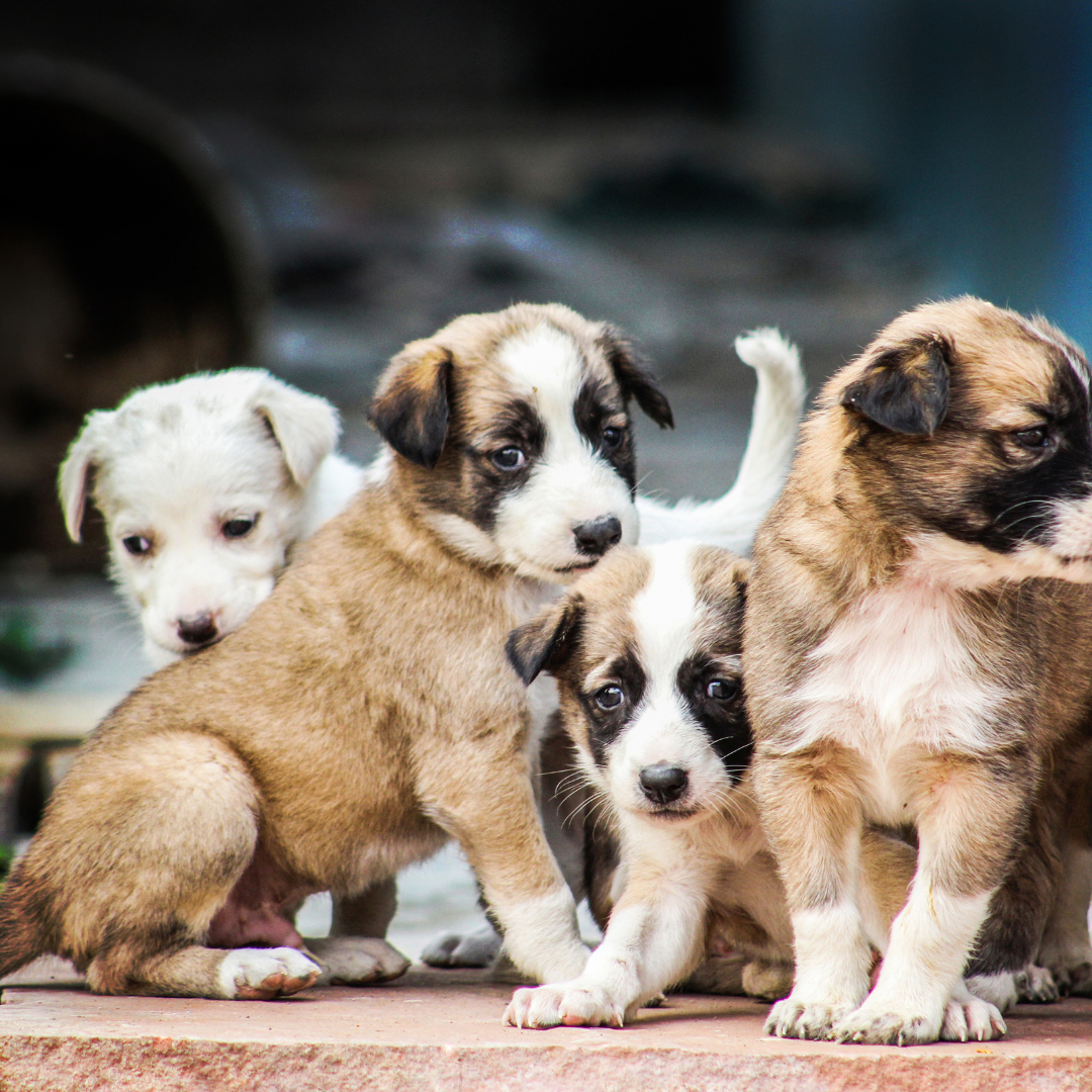 Die Ernährung von Hundewelpen – worauf solltest Du achten?