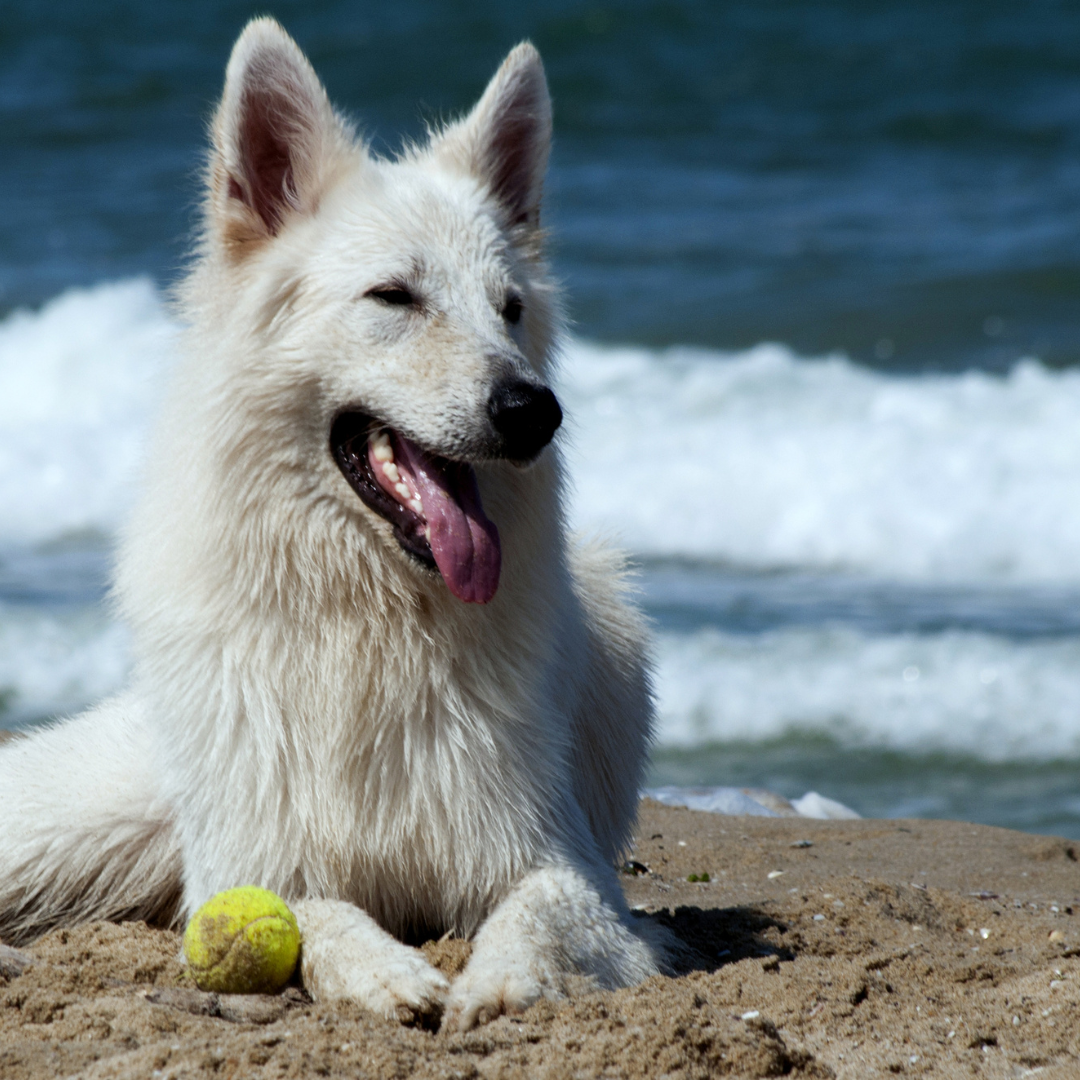 Wie Dein Hund den Sommer gut übersteht!