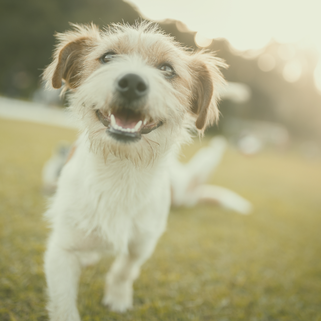 Welches Hundefutter bei Allergien? Ursachen, Ernährung und Tipps für empfindliche Hunde