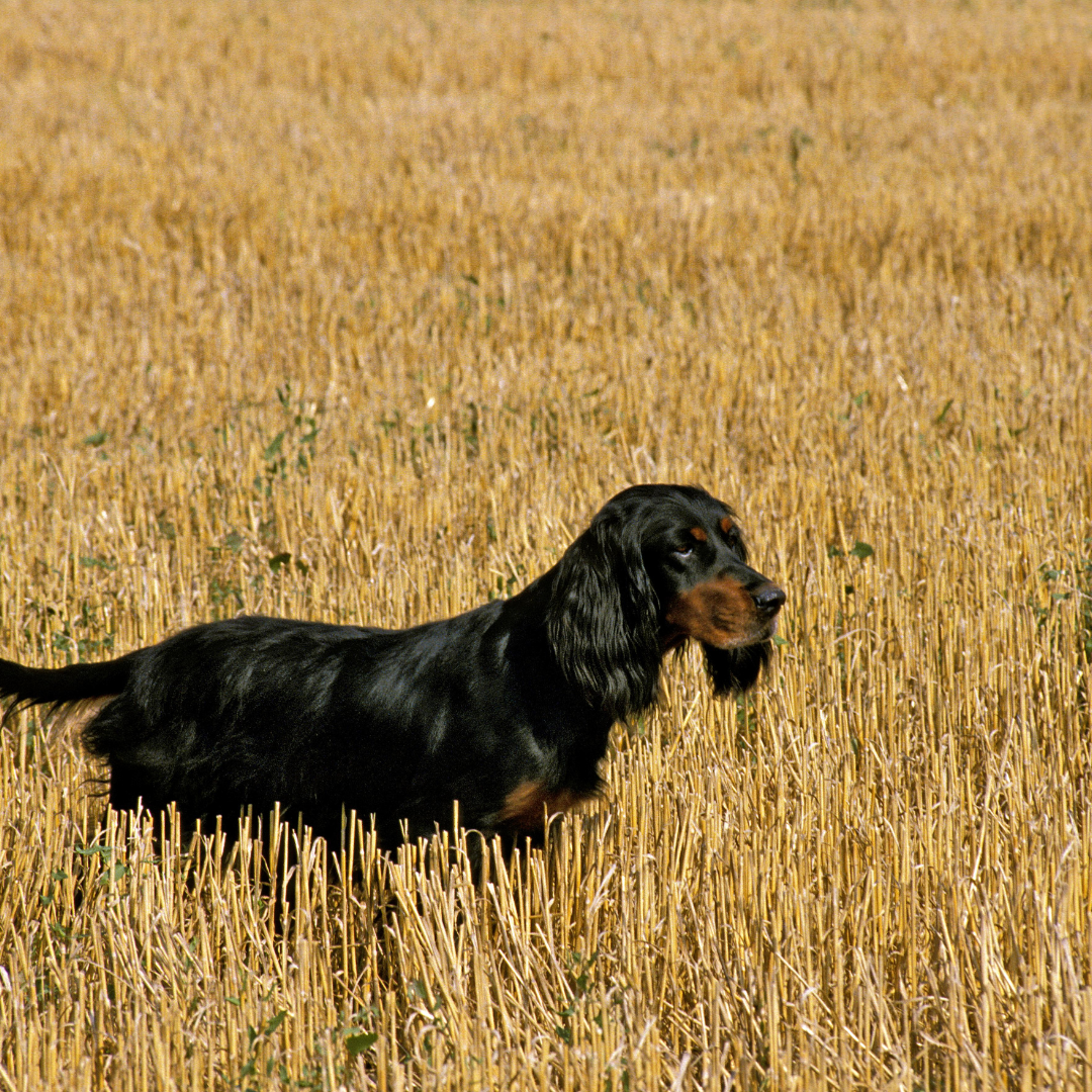 Getreide in der Hundeernährung