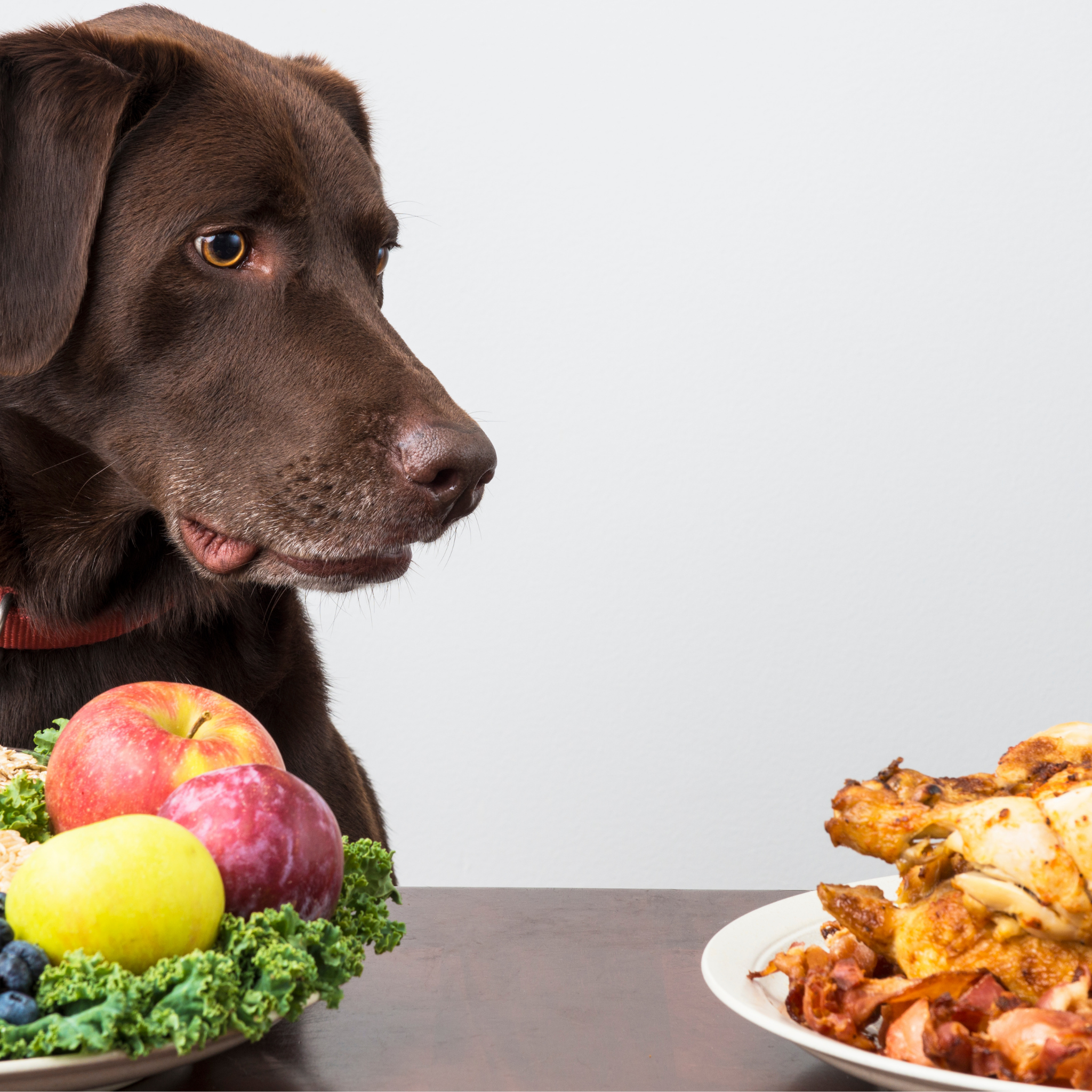Hundefutter Vergleich 2026: BARF, Trockenbarf, Nassfutter oder Trockenfutter?