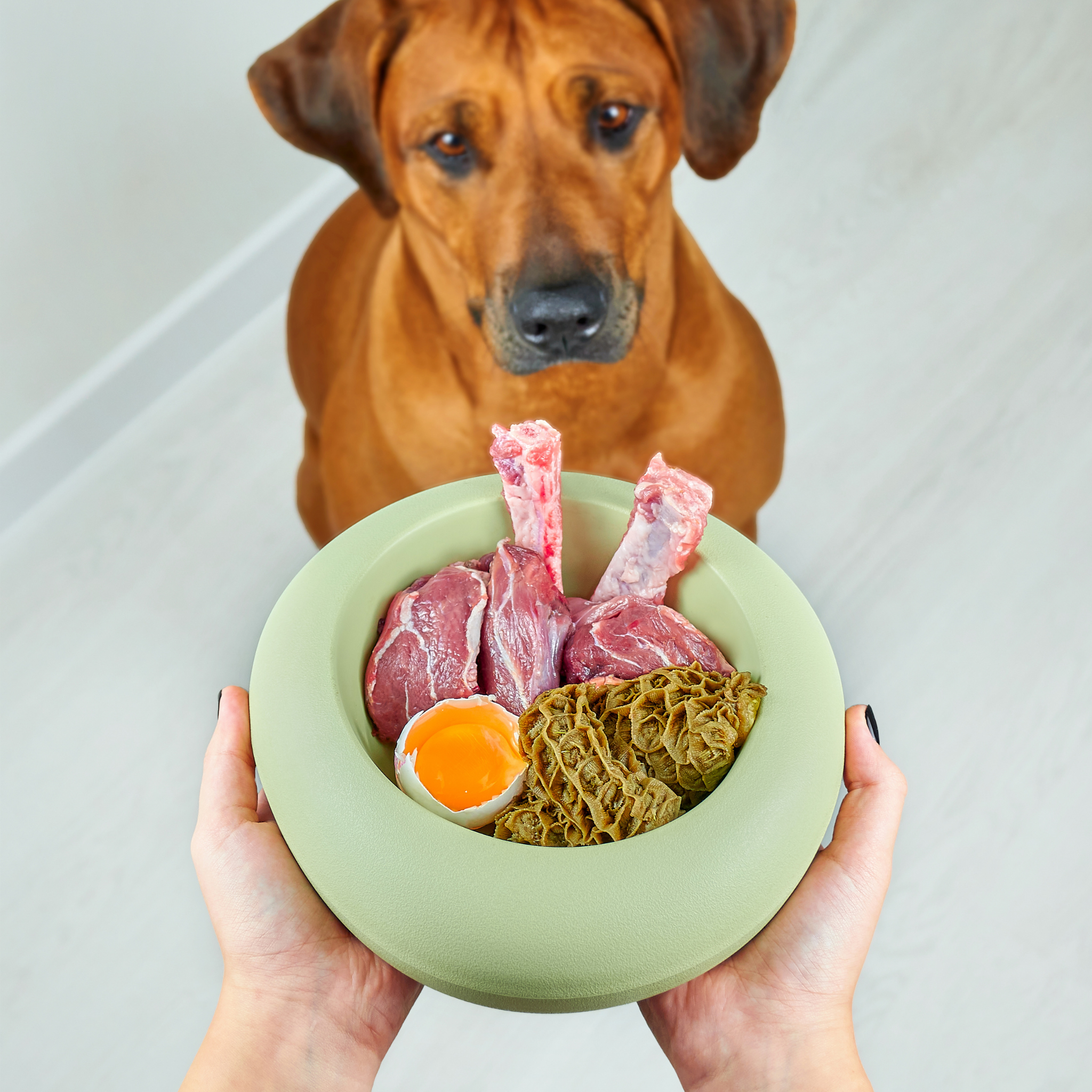 Hochwertiges Hundefutter erkennen: 12 Kriterien für die Kaufentscheidung