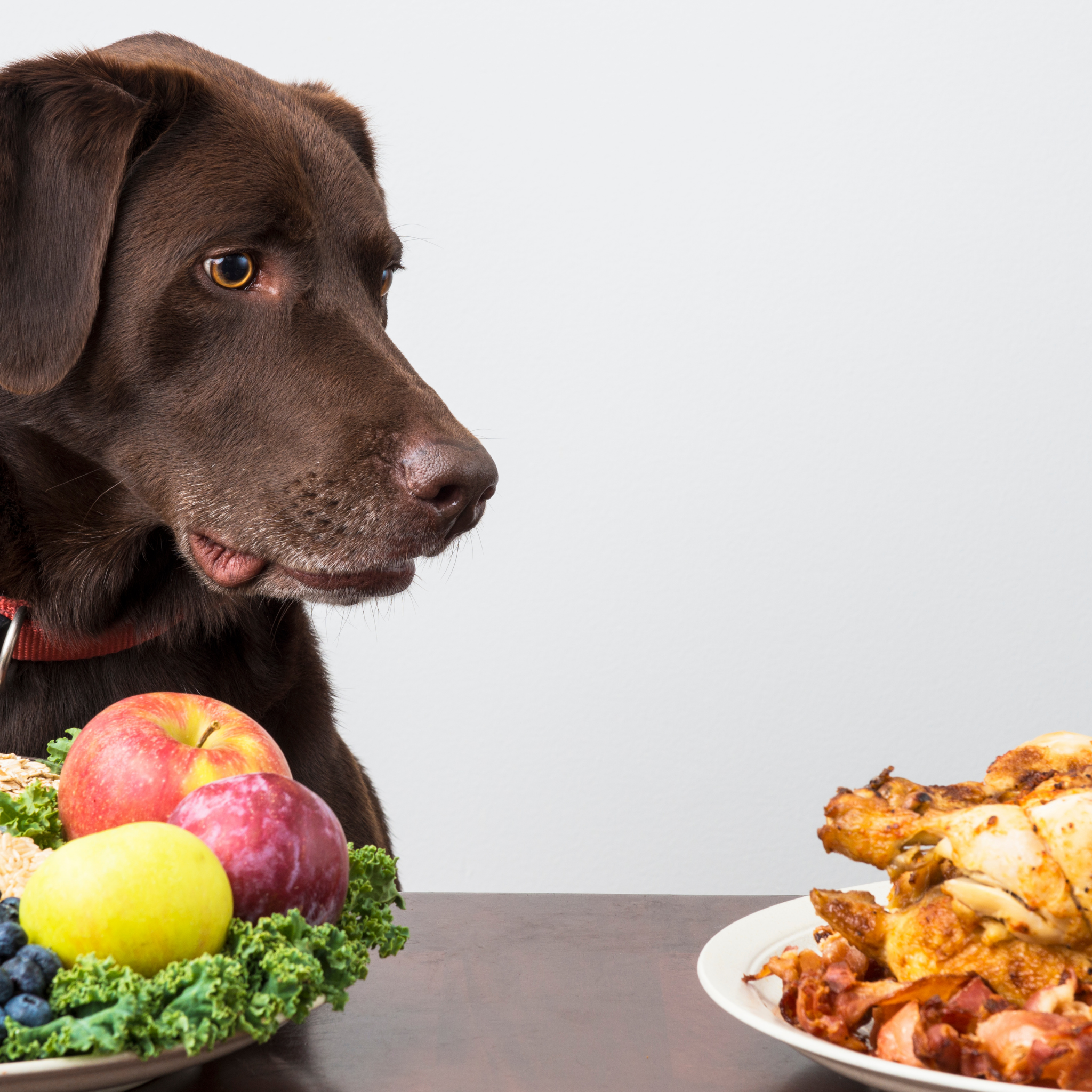 Hundefutter mit hohem Fleischanteil: Wie viel Fleisch ist wirklich sinnvoll?