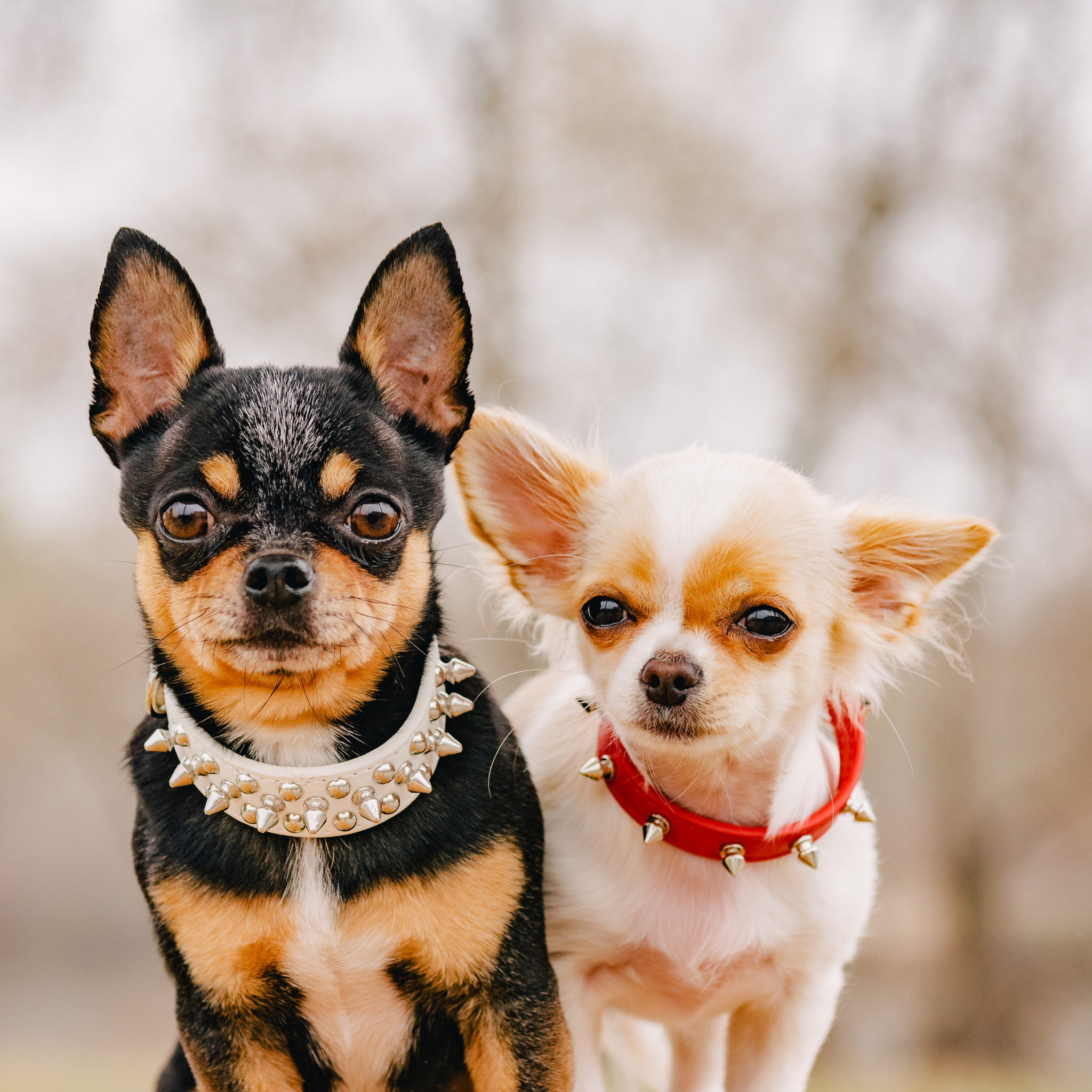 BARF für kleine Hunde – Besonderheiten bei Chihuahua, Yorkshire Terrier & Co. (2026)