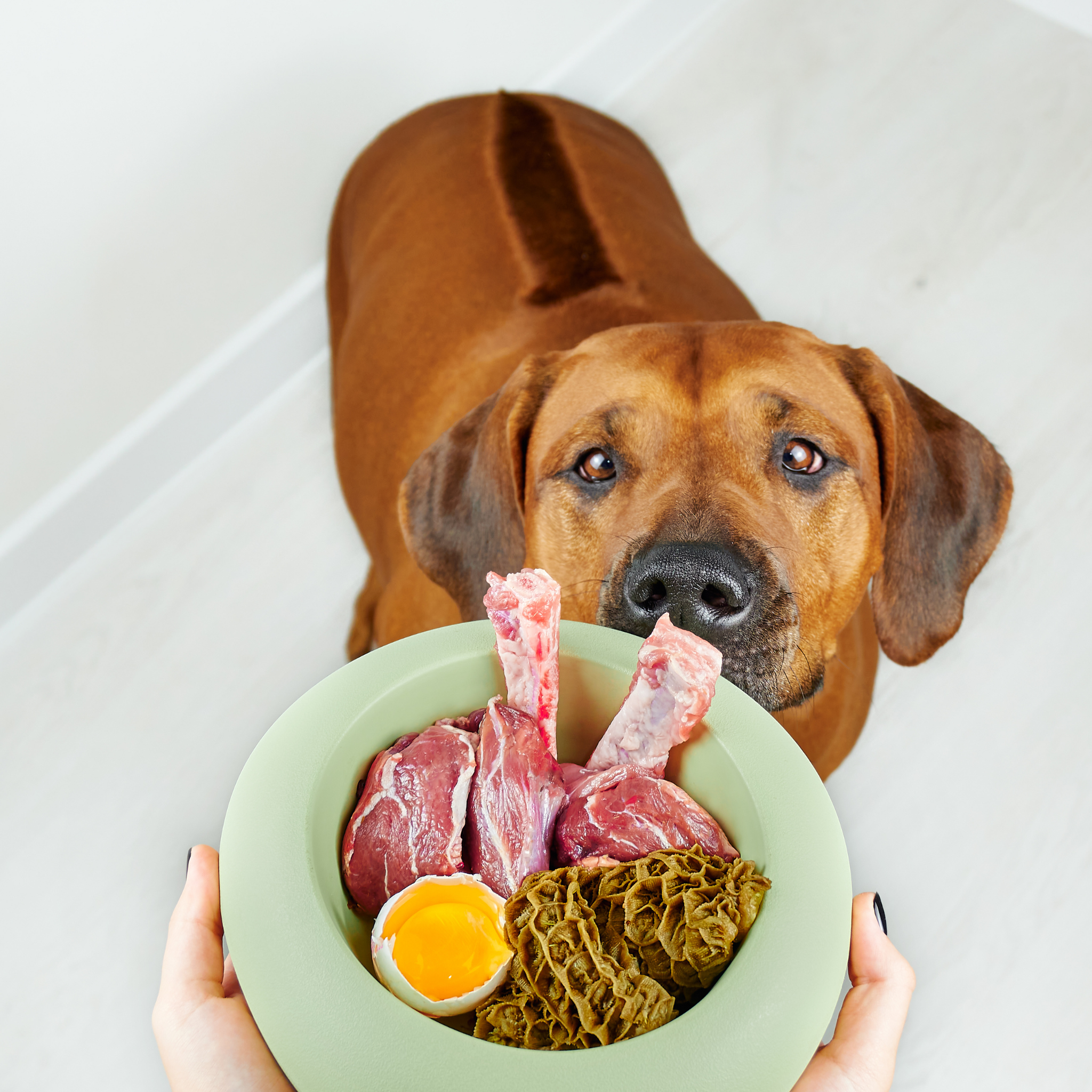 BARF für große Hunde – Gelenke, Wachstum und richtige Futtermenge (2026)