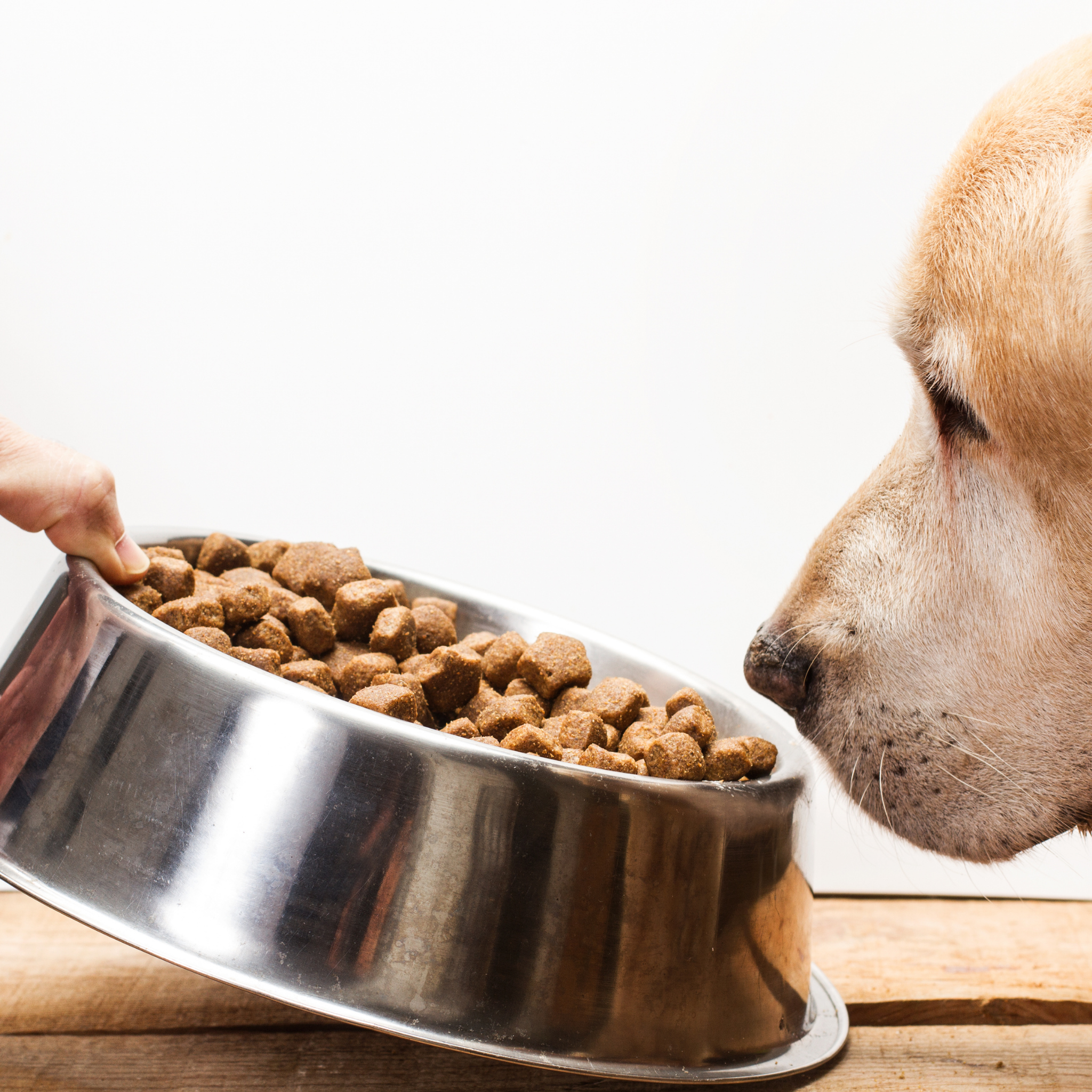Monoprotein Hundefutter – Was bedeutet Monoprotein und für welche Hunde ist es geeignet? (2026)