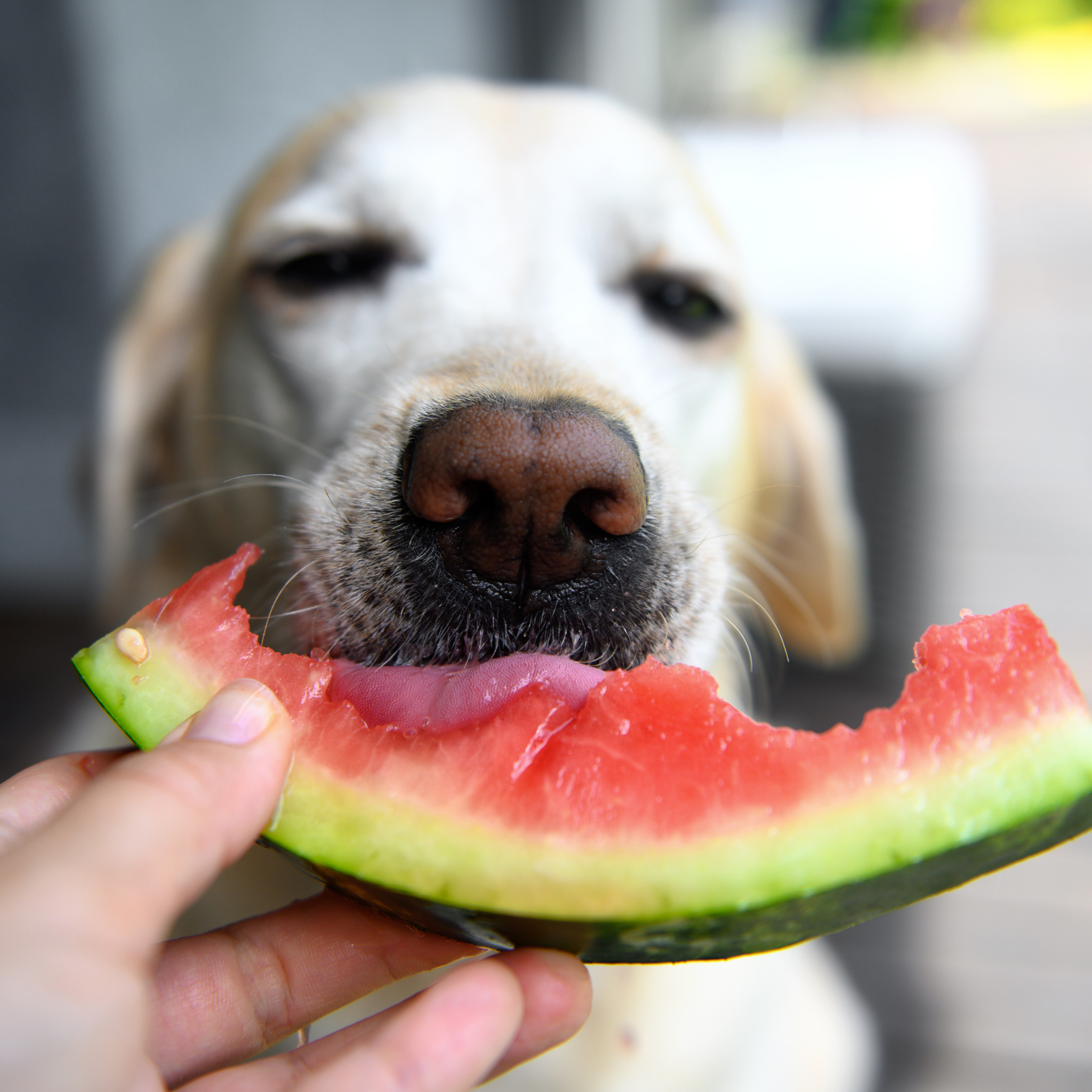 Welche Obstsorten dürfen Hunde essen? Die vollständige BARF-Obstliste mit Tabelle (2026)
